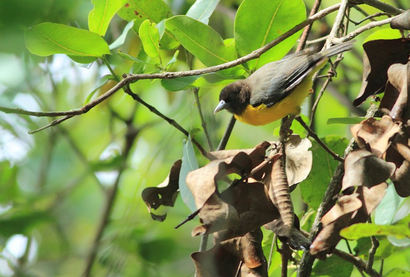 Dark-backed Forest Wweaver