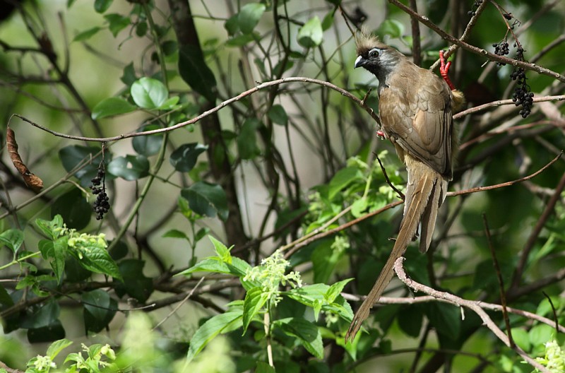 Speckled Moussebird
