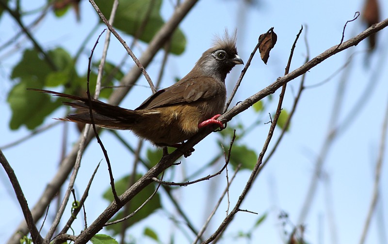 Speckled Moussebird