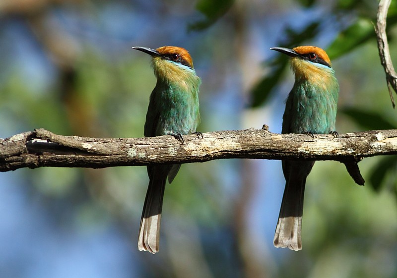 Bhms Bee-eater