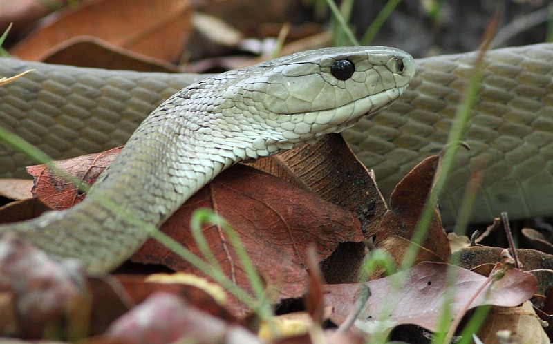 Black Mamba