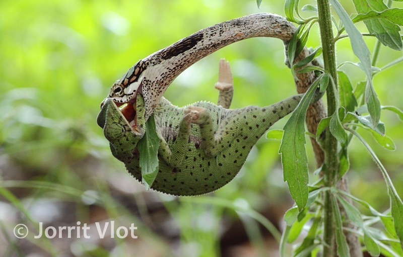 Vine Snake