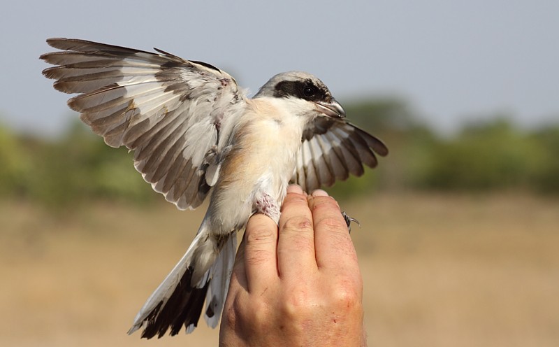 Lesser Grey Shrike