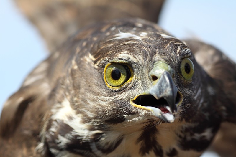 Little Sparrowhawk?