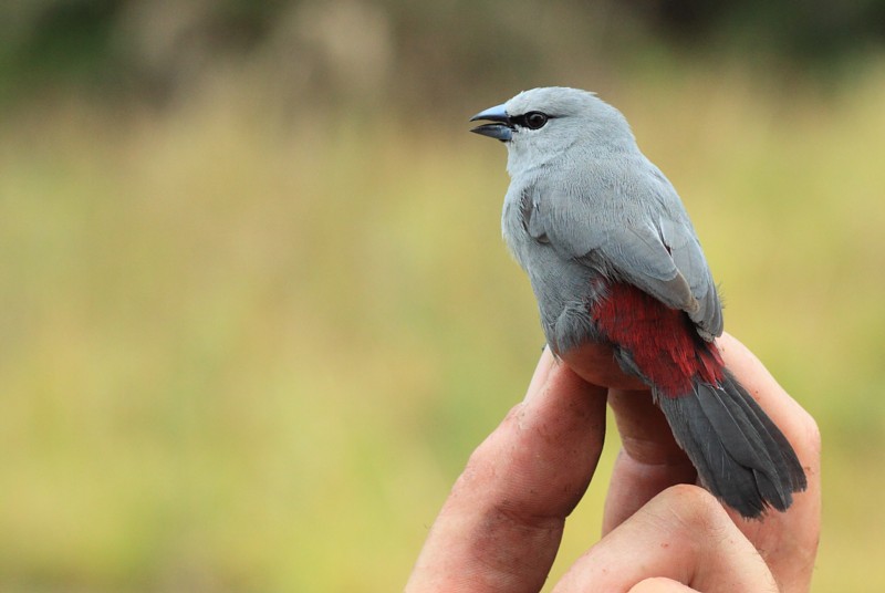Grey Waxbill