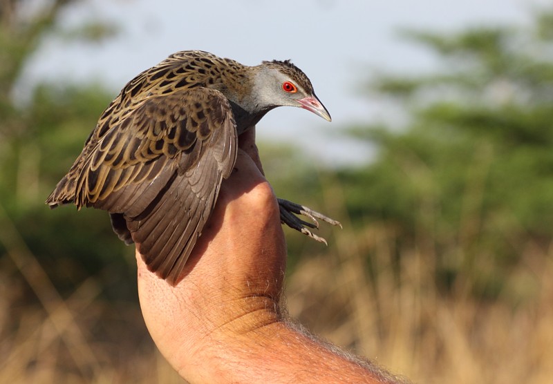 African Crake