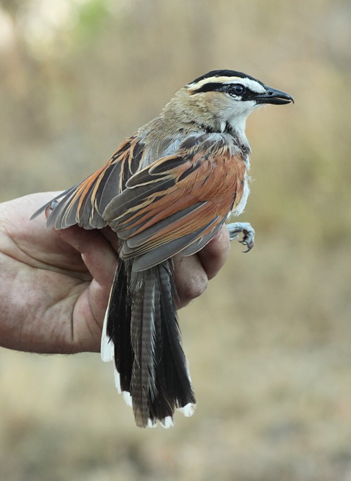 Black-crowned Tchagra