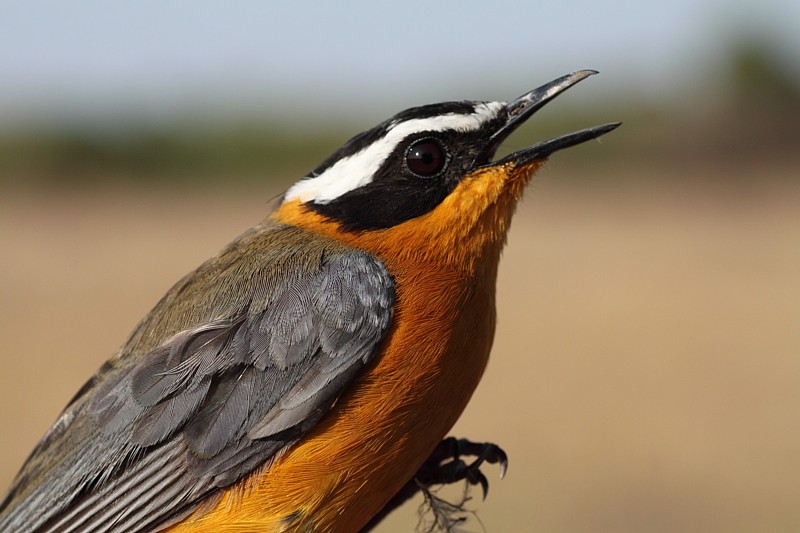 White-browed Robin-chat