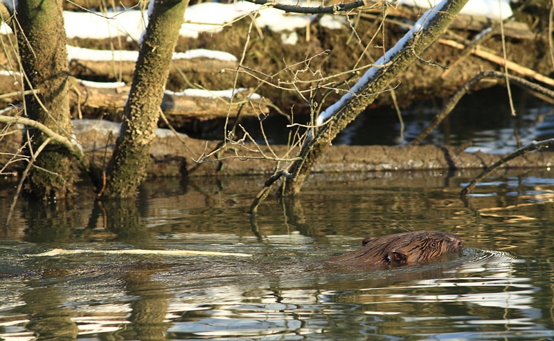 Europese Bever / European Beaver