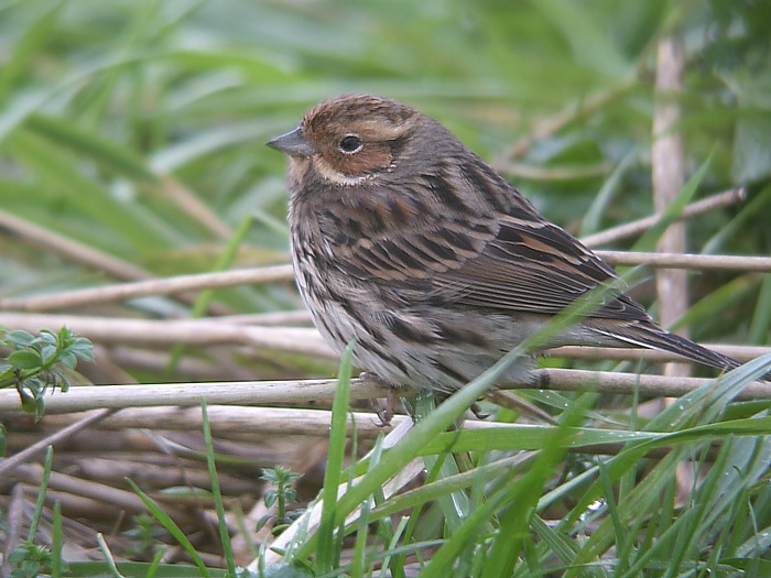 Dwerggors / Little Bunting