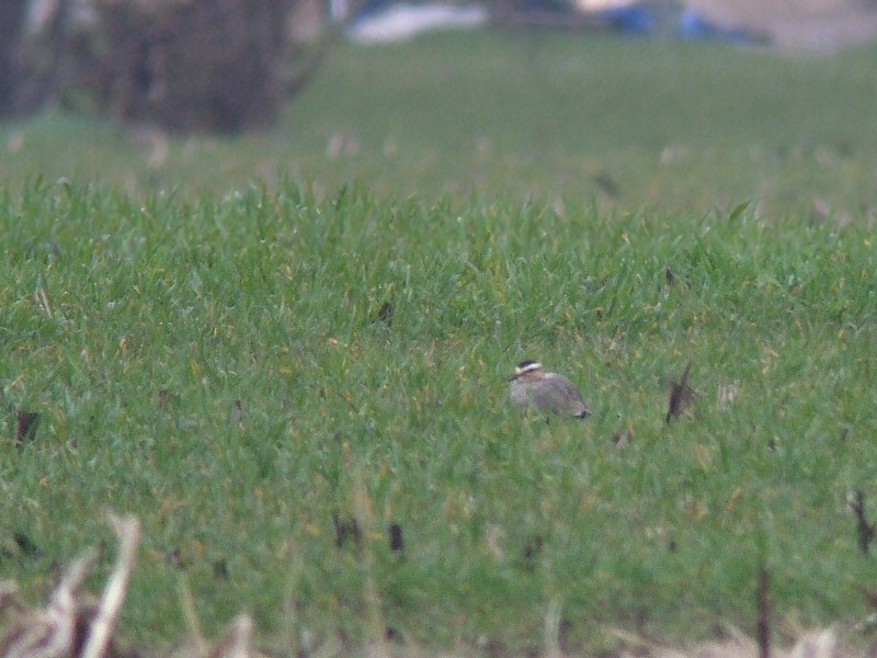 Steppekievit / Sociable Lapwing