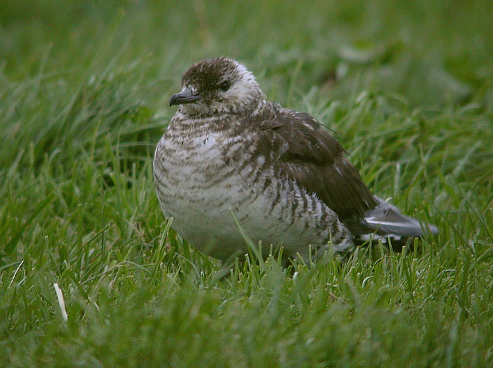 Kleine Jager / Arctic Skua