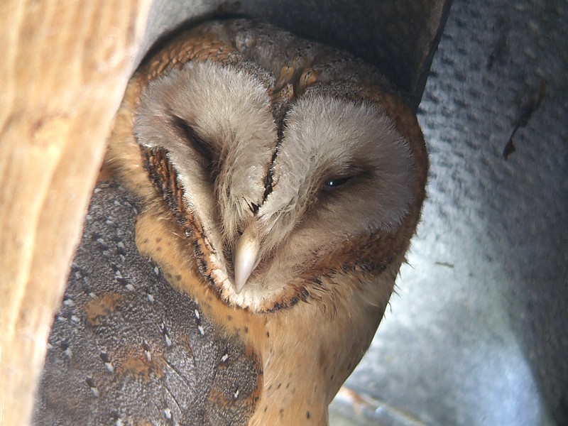 Kerkuil / Barn Owl