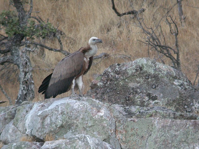 Vale Gier / Griffon Vulture