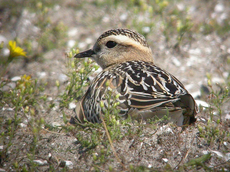 Morinelplevier / Dotterel