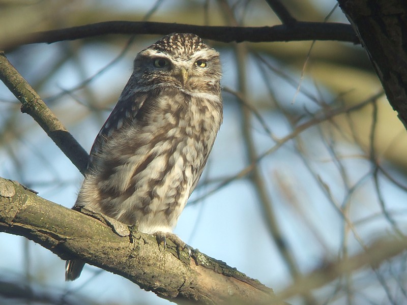 Steenuil / Little Owl