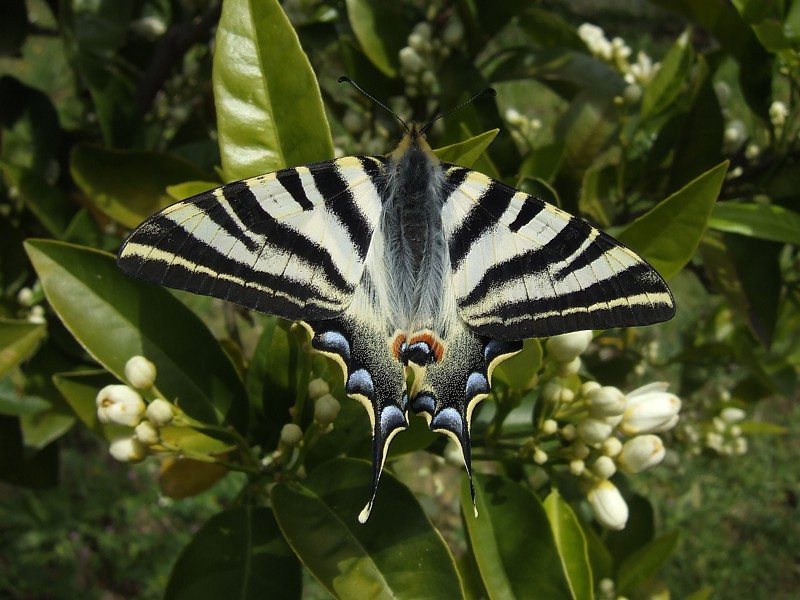 Koningspage / Scarce swallowtail