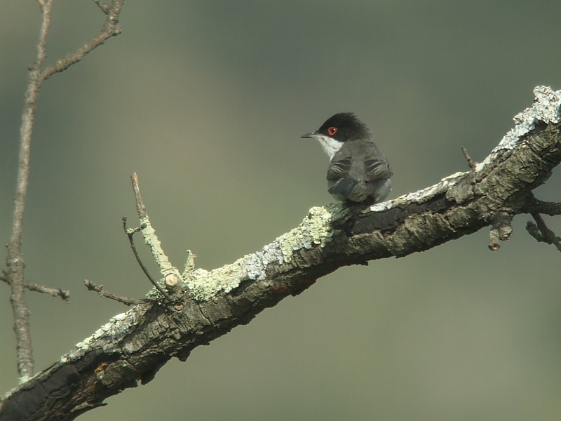 Kleine Zwartkop / Sardinian Warbler