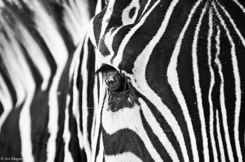 Zebra