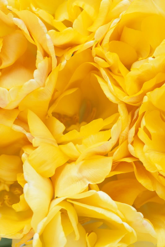 Tulip