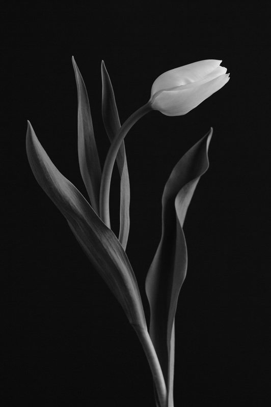 Tulip