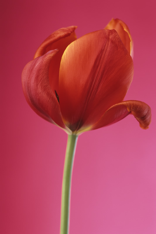 Tulip