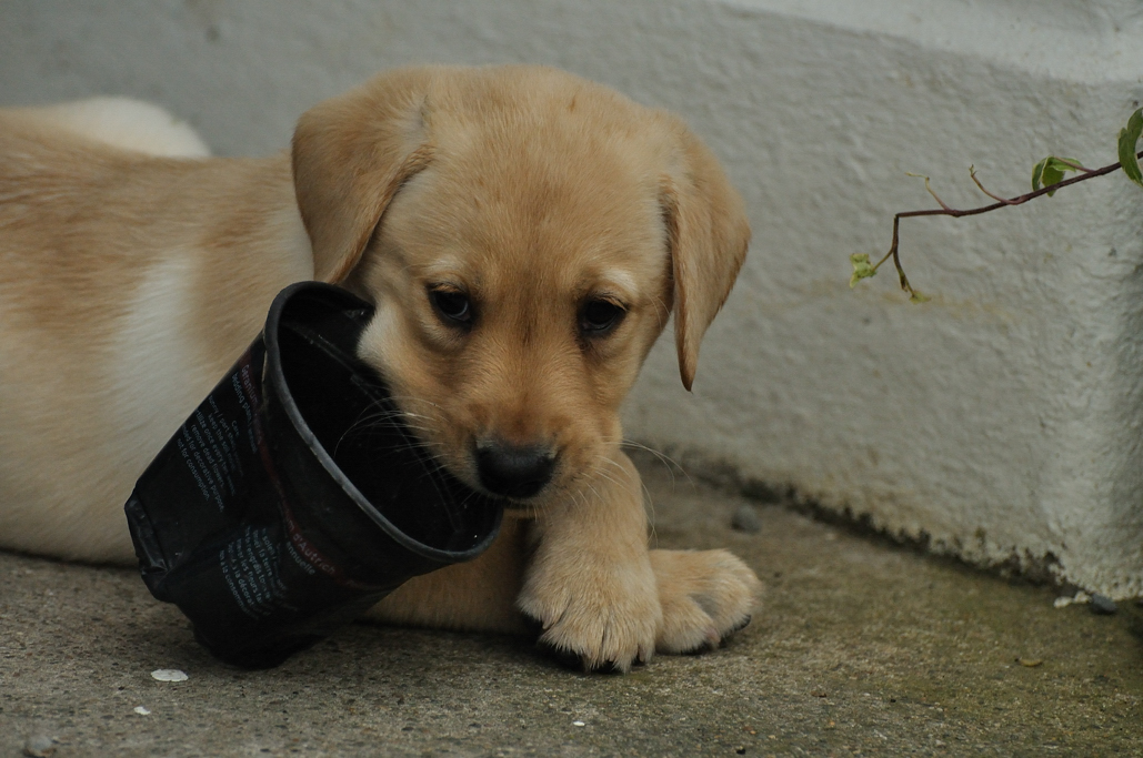 Going Potty