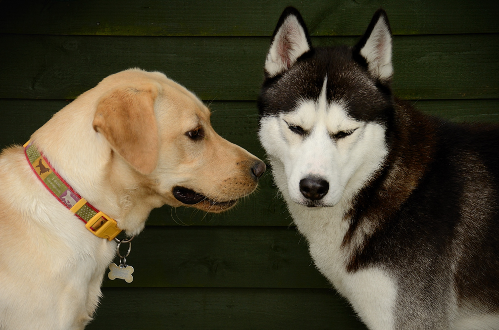 If only they could talk...