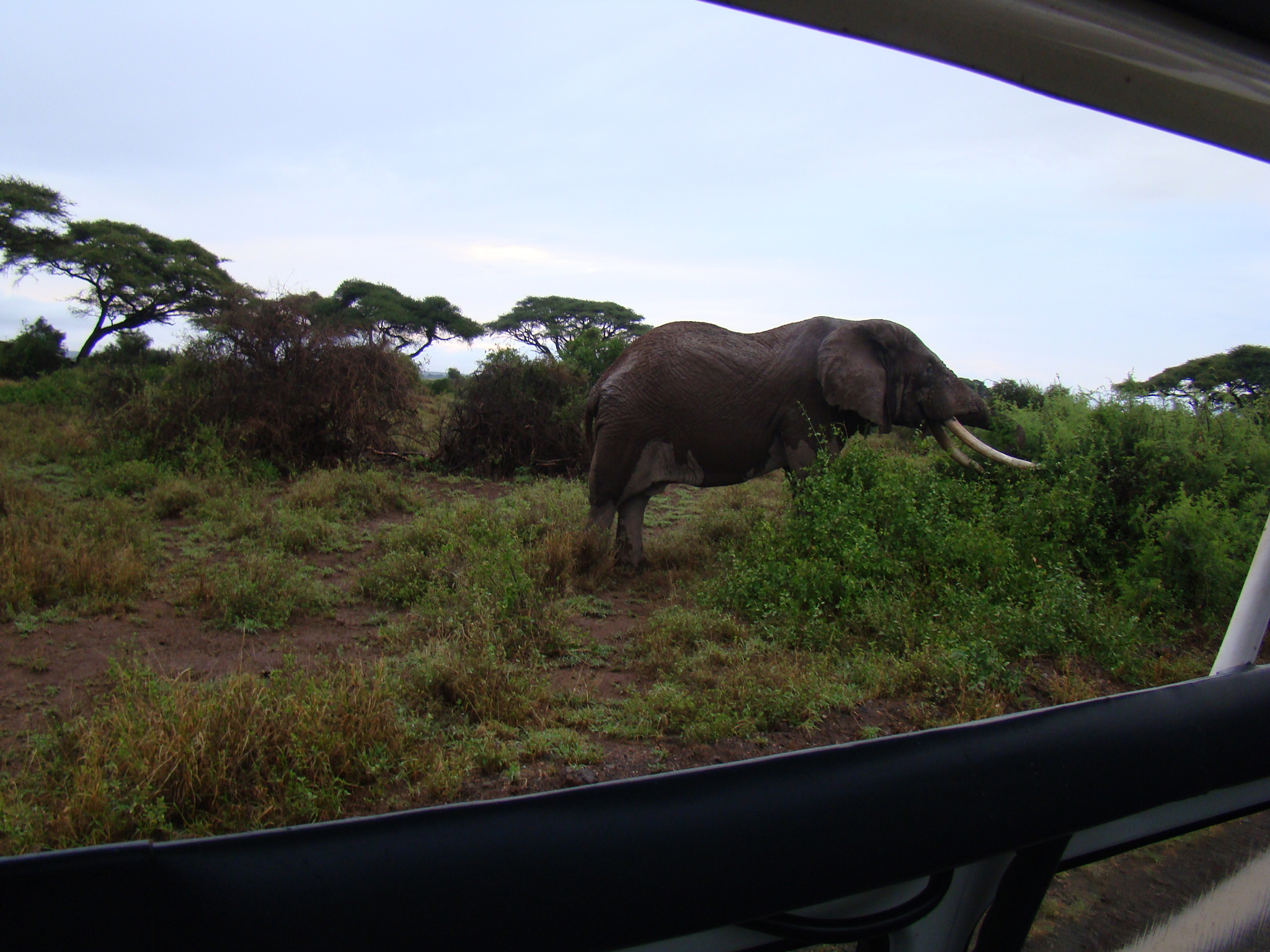 morning game drive, 2nd day