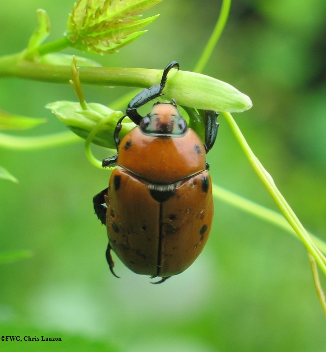 Beetles  (Coleoptera) of the FWG  (23 Galleries)