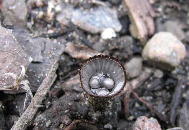 Bird's nest fungus