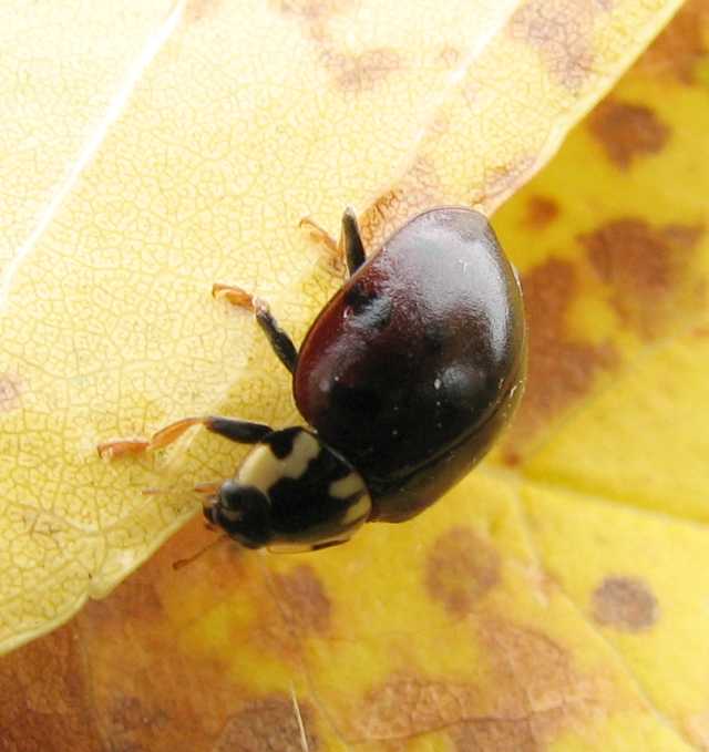 15-spotted ladybeetle