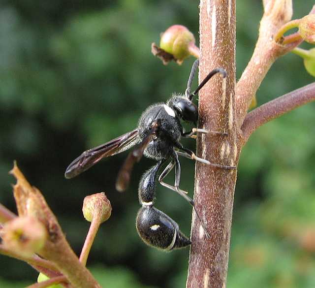 Potter wasp