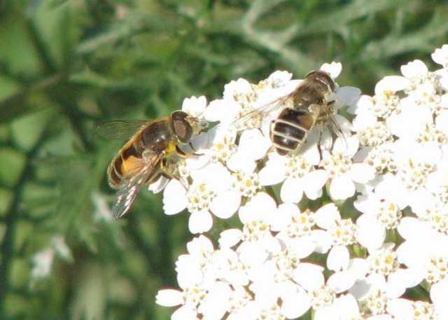 Syrphids