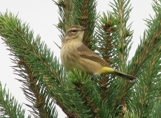 Palm warbler