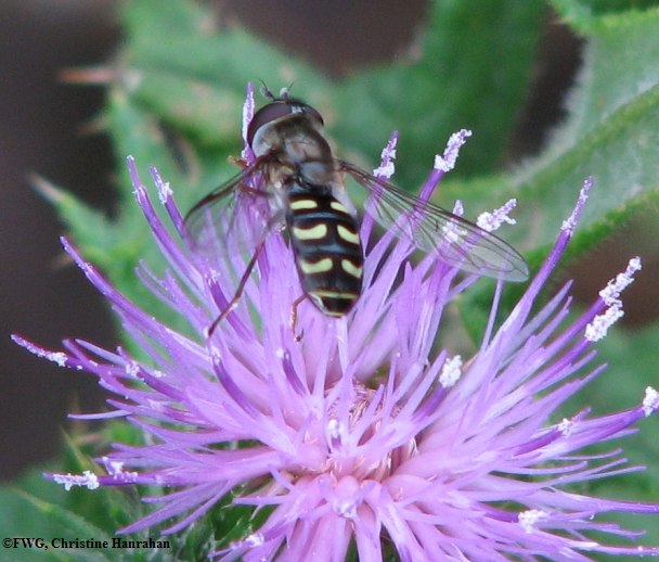 Hover fly (<em>Lapposyrphus lapponicus</em>)