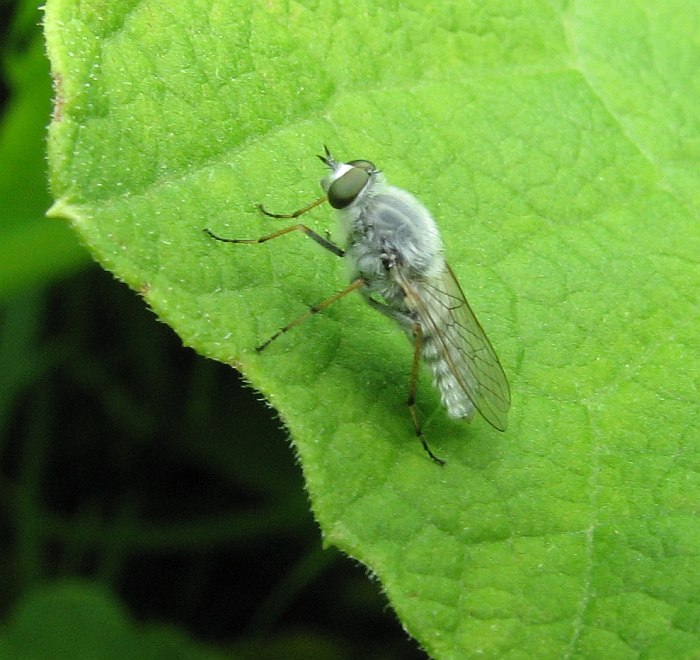 Stiletto fly (<em>Pandivirilia </em>sp.)