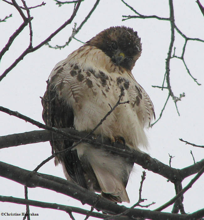 Red-tailed hawk