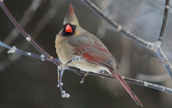 Cardinal, female
