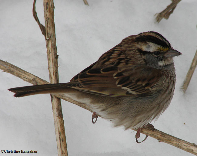 White-throated sparrow