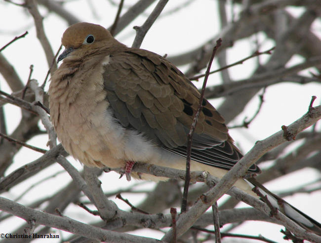 Mourning dove