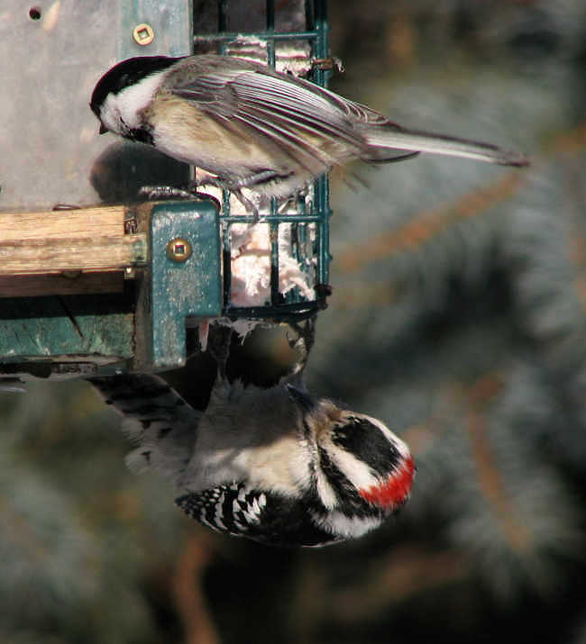 Black-capped chickadee and downy woodpecker