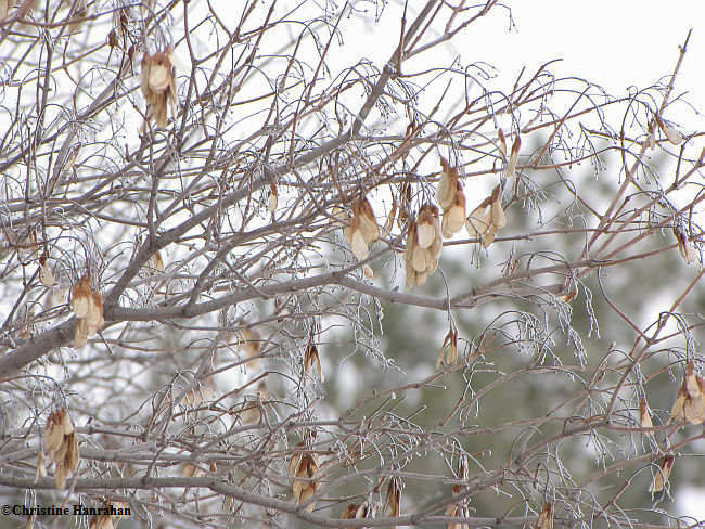 Amur maple with frost