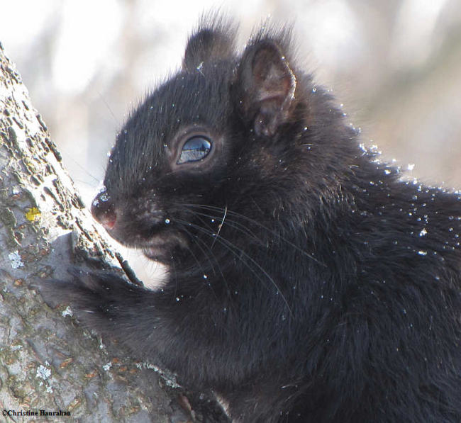 Grey squirrel (black phase)