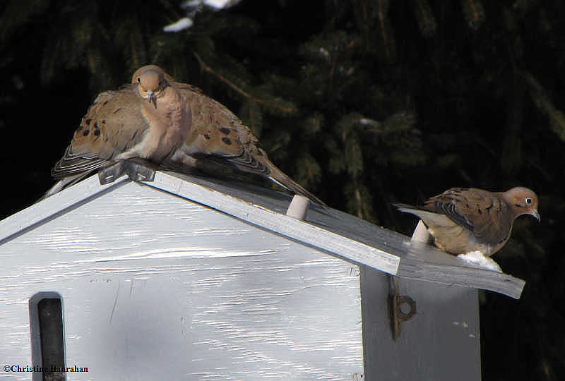 Mourning doves on feeder