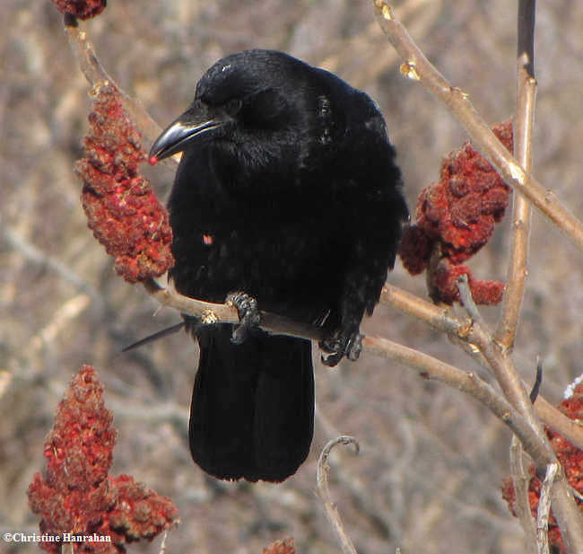 Crow with sumac