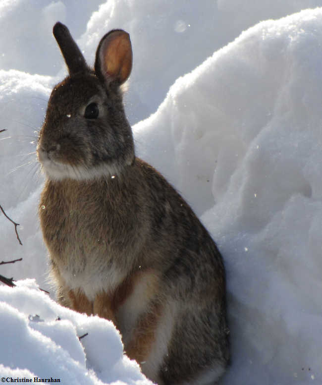 Cottontail rabbit