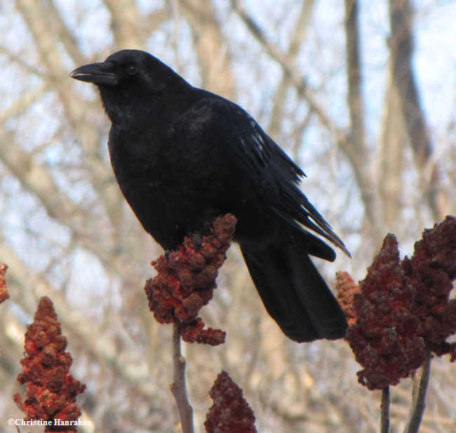 Crow on sumac