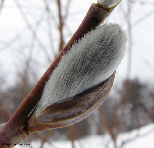 Willow catkins