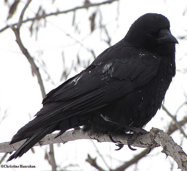 American crow